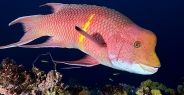 hogfish_mexican_alc_ci_h_0101_cos3135.jpg
